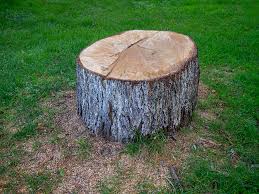 Best Fruit Tree Pruning  in Camden, TN
