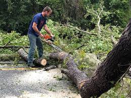 Best Arborist Consultation Services  in Camden, TN