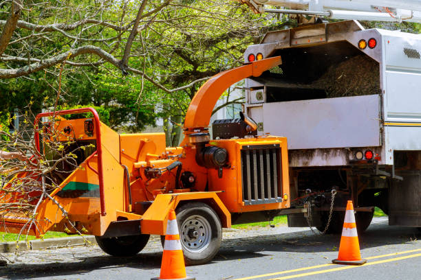Best Tree Maintenance Programs  in Camden, TN