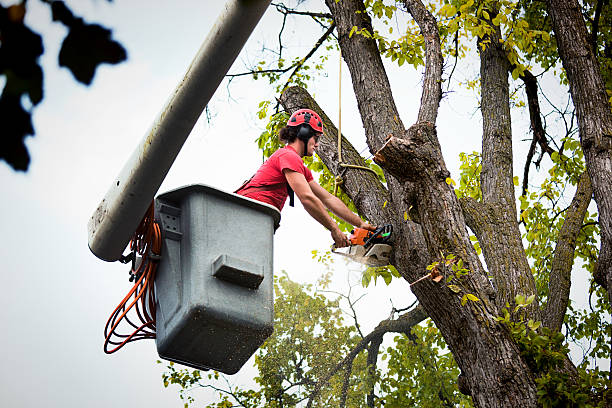How Our Tree Care Process Works  in  Camden, TN