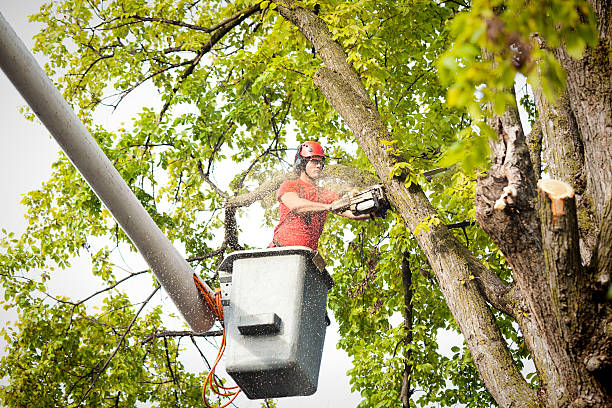 Best Tree Trimming and Pruning  in Camden, TN